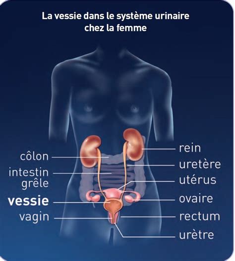 méat urinaire|Méat urinaire féminin : anomalies, pour quel。